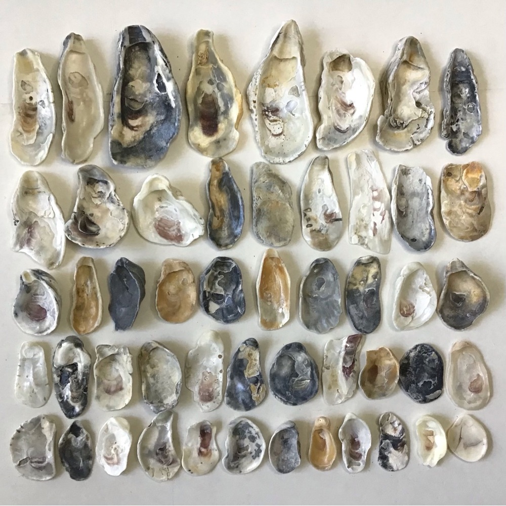 Seashells 50 Oyster Shells 1-1/2” to 4-1/2” For Arts, Crafts, Beach Decor - Picture 6 of 6